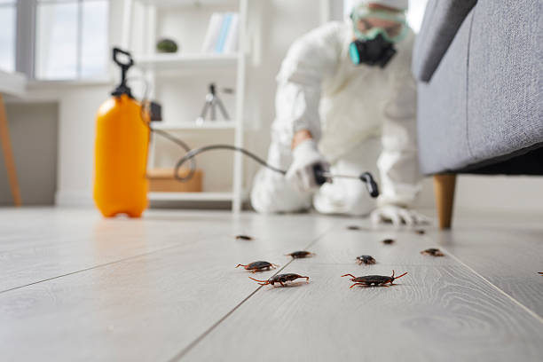 Post-Treatment Bed Bug Interceptor Monitoring in Lawai